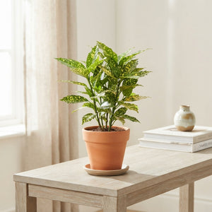 Aucuba Japonica Japanese Laurel – 14cm Pot