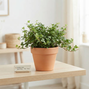 English Ivy (Hedera) – 10cm Pot