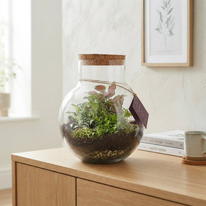 Venus Flytrap Terrarium – 26cm Glass Bowl