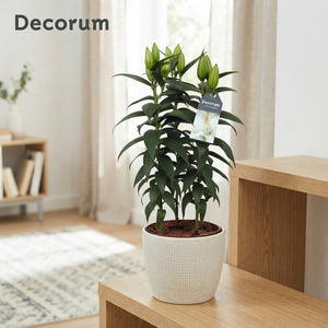 White Oriental Lily (Lilium) — 3 Stem, 17cm Pot