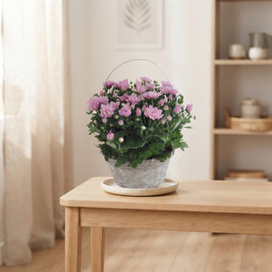 Mixed Chrysanthemum Hanging Basket – 27cm