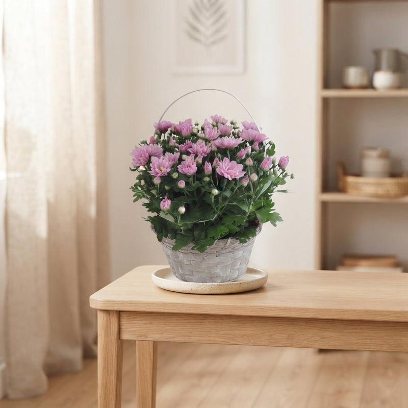 Mixed Chrysanthemum Hanging Basket – 27cm