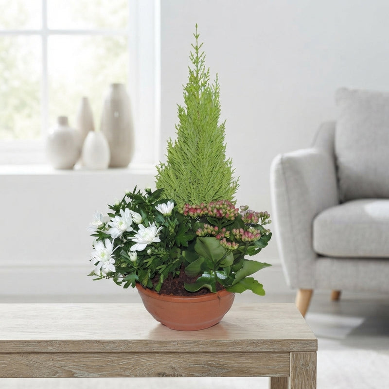 Ornamental Patio Plant Arrangement – 23cm Pot