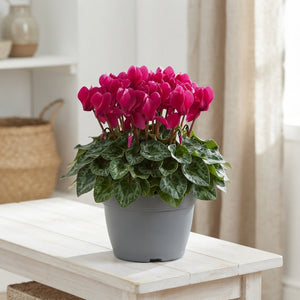Green Plant Arrangement in Plastic Patio Pot – 23cm