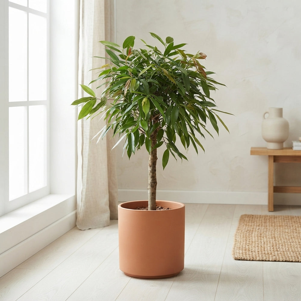 Ficus Amstel King – 27cm Pot, 120cm High