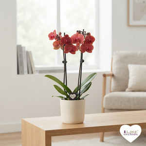 Orange Phalaenopsis Orchid – 2 Stem, 12cm Pot