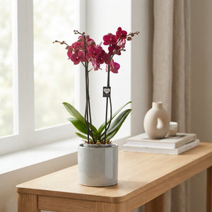 Red Phalaenopsis Orchid ‘Montreux’ – 12cm Pot