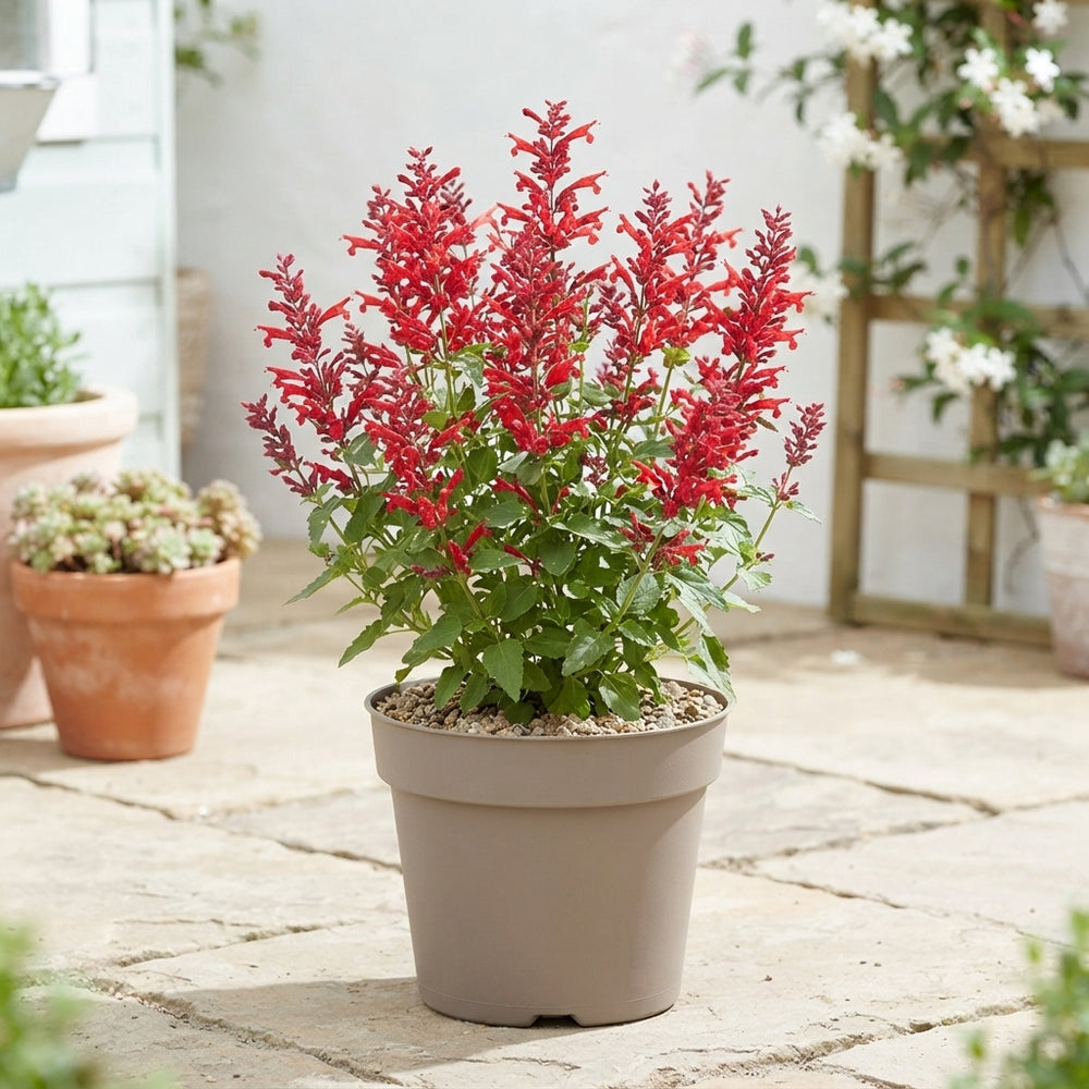 Red Mexican Hyssop (Agastache mexicana) – 19cm Pot