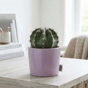 Mixed Succulent in Coloured Ceramic Pot – 7cm