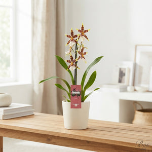 Mixed Cambria Orchid – 2 Stems, 12cm Pot