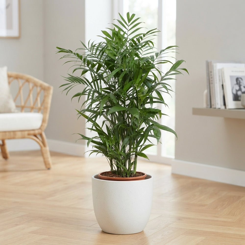 Bamboo Palm (Chamaedorea seifrizii) – 24cm Pot