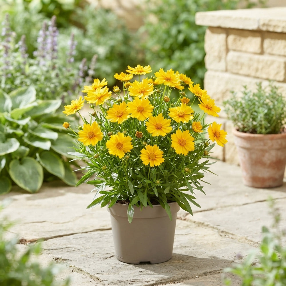 Coreopsis Grandiflora ‘Core’ – 13cm Pot