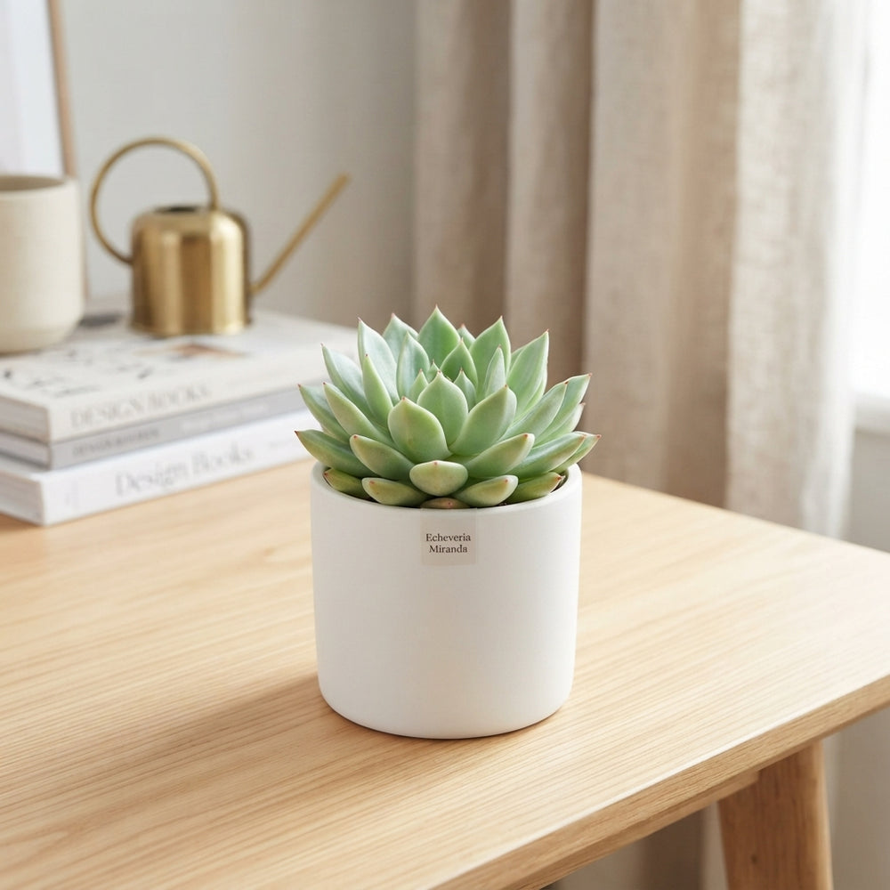 Echeveria Miranda Succulent – 6cm Pot