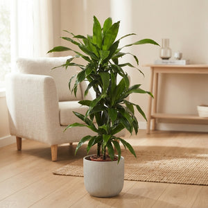 Dracaena Janet Craig – 21cm Pot, Approx. 140cm