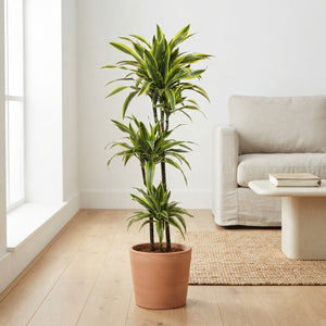 Dracaena fragrans ‘Ulises’ – 24cm Pot, 160cm Tall