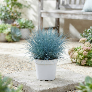 Blue Fescue Grass (Festuca glauca) – 10.5cm Pot