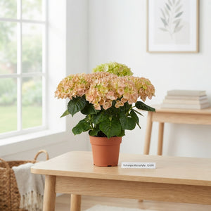 Mixed Hydrangea Macrophylla – 14cm Pot, 40cm High