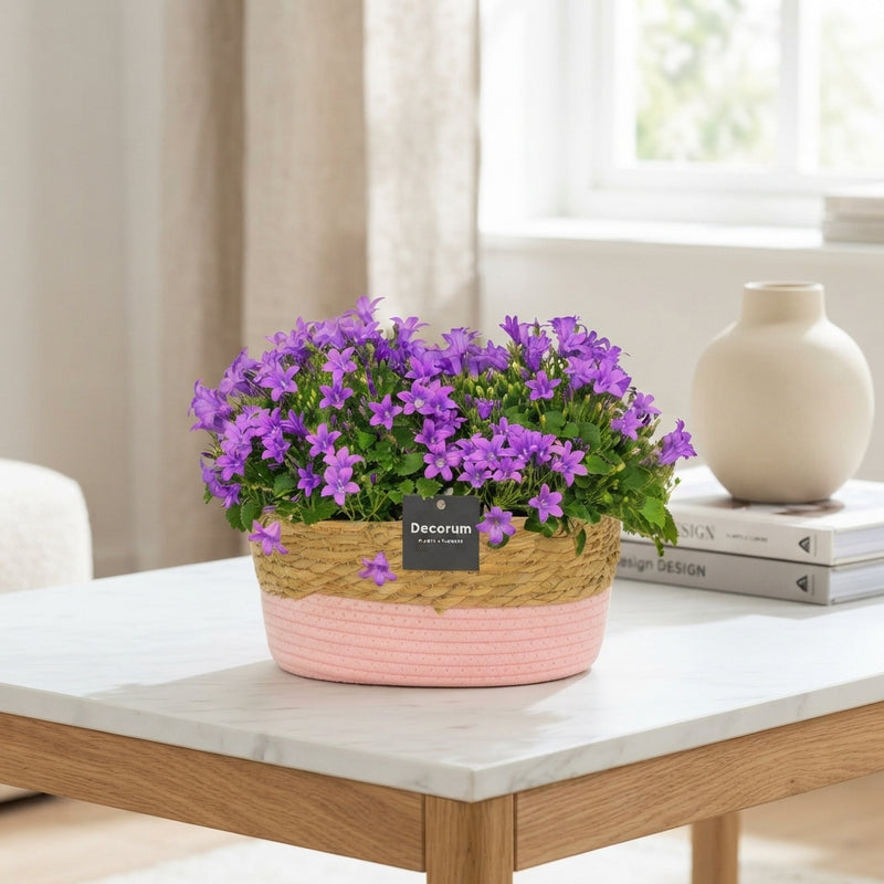 Blue Campanula Portenschlagiana – 27cm Pot