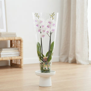 White Phalaenopsis Orchid – 12cm Pot, 55cm Tall