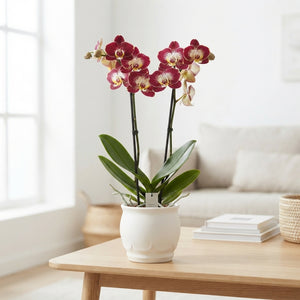 Phalaenopsis Orchid ‘Bee Happy’ – 12cm Pot