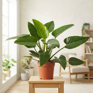 Philodendron Congo Red – 27cm Pot, Approx. 90cm Tall
