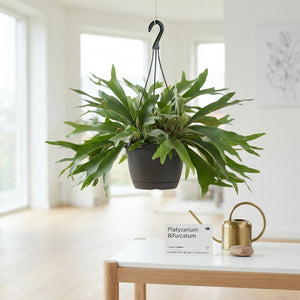 Staghorn Fern (Platycerium bifurcatum) – 21cm Pot