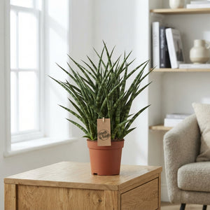Sansevieria Fernwood Punk – 12cm Pot, 35cm High
