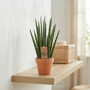 Mikado Sansevieria – 9cm Pot, 25cm High