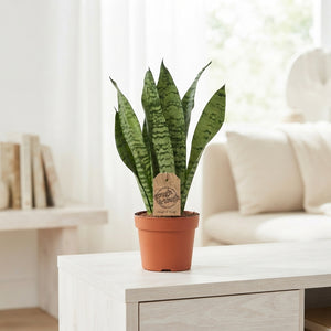Sansevieria Zeylanica Snake Plant – 12cm Pot