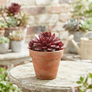 Mixed Sempervivum Collection – 9cm Pot