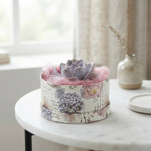 Echeveria Love Box Arrangement – 16cm Pot