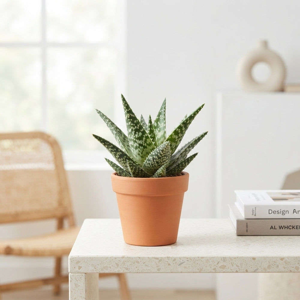 Mixed Aloe and Haworthia Succulent – 8.5cm Pot