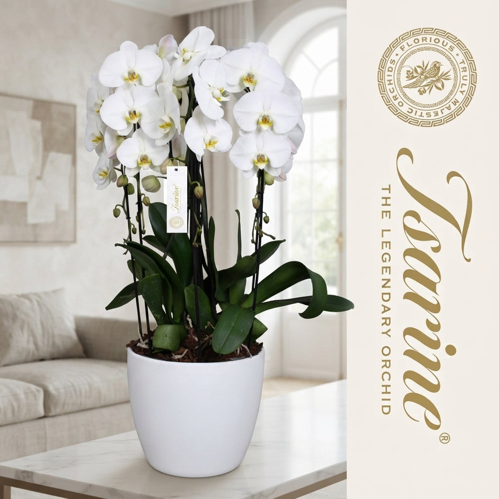 White Phalaenopsis Orchid – 6 Stem, 32cm Pot