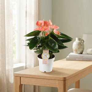 Flamingo Flower (Anthurium 'An Spirit') – Peach‑Pink, 12cm Pot, approx. 40cm