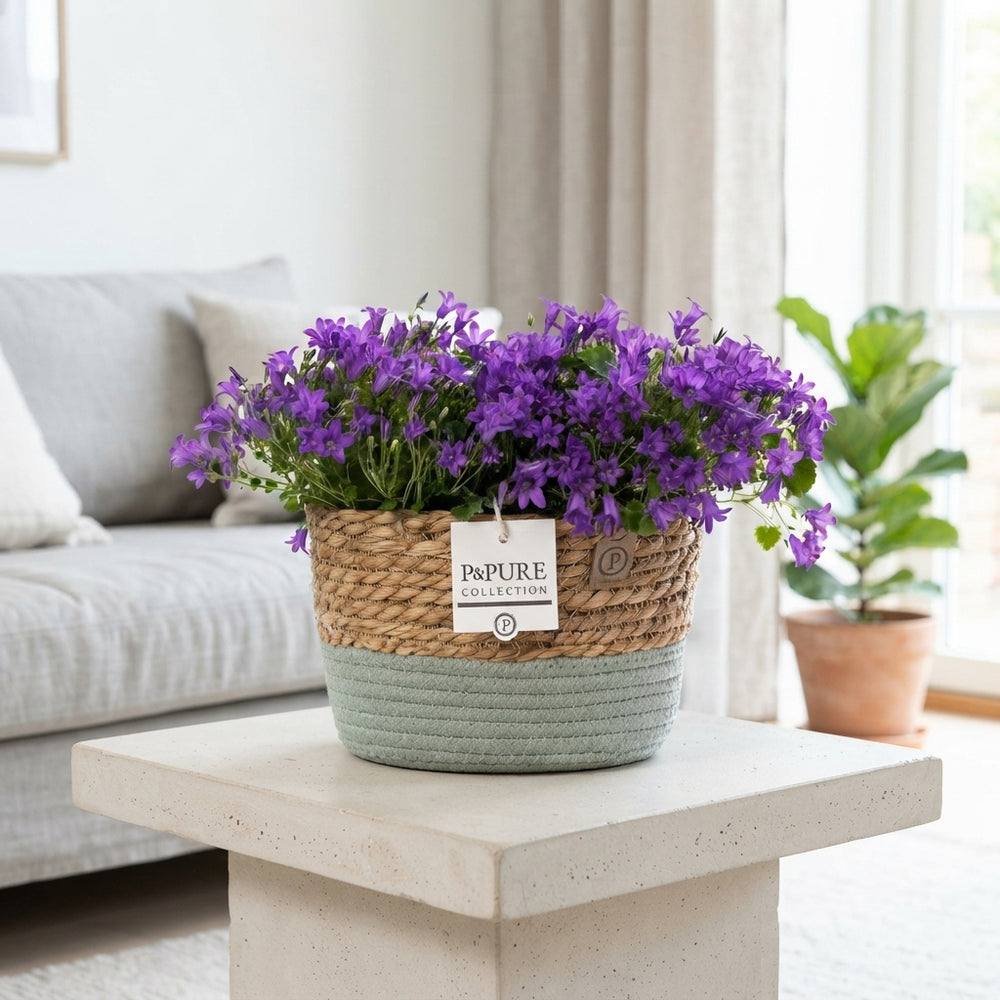 Blue Campanula Garden Plant – 27cm Pot