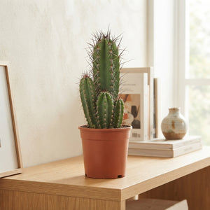 Mixed Crassula Succulent Collection – 17cm Pot