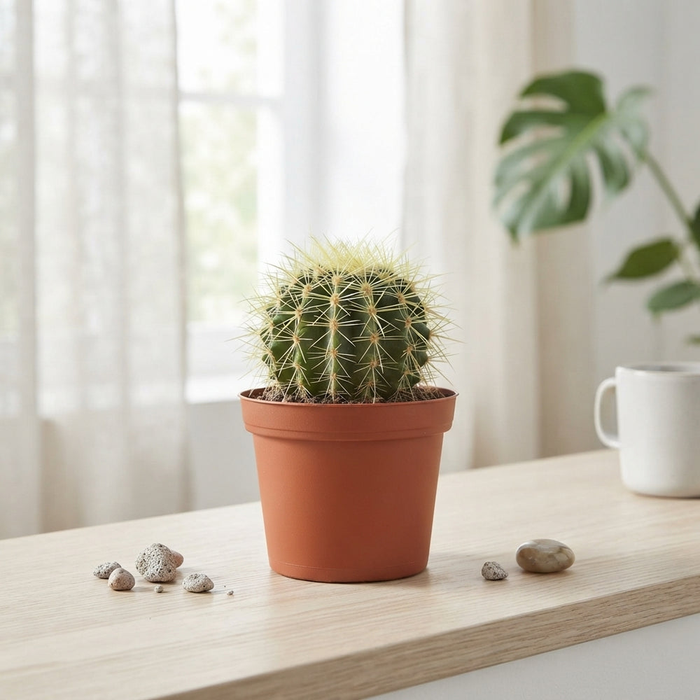 Mixed Cactus Collection – 10.5cm Pot