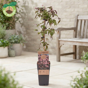 Clematis montana ‘Fragrant Spring’ – 15cm Pot