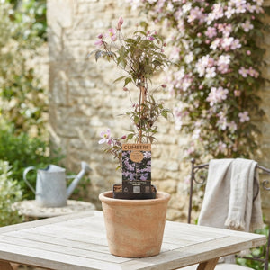 Clematis montana 'Rubens' – 15cm Pot, 60cm High