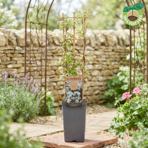 Clematis montana ‘Grandiflora’ – 15cm Pot, 60cm Tall
