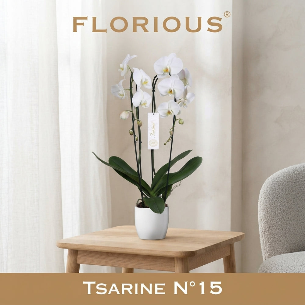 White Phalaenopsis Orchid – 15cm Ceramic Pot