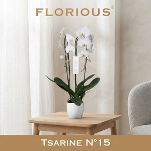 White Phalaenopsis Orchid – 15cm Ceramic Pot