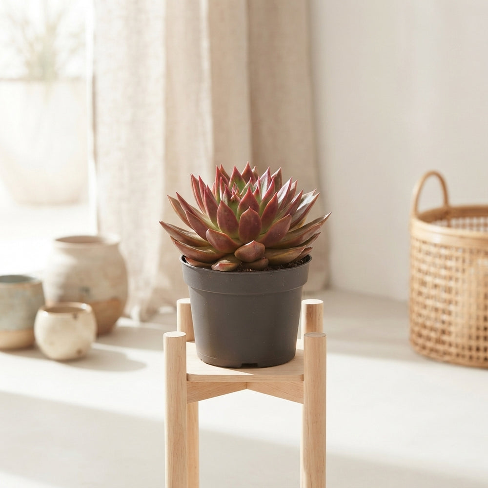 Mixed Echeveria Succulent Collection – 17cm Pot