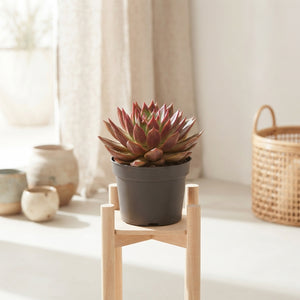 Mixed Echeveria Succulent Collection – 17cm Pot