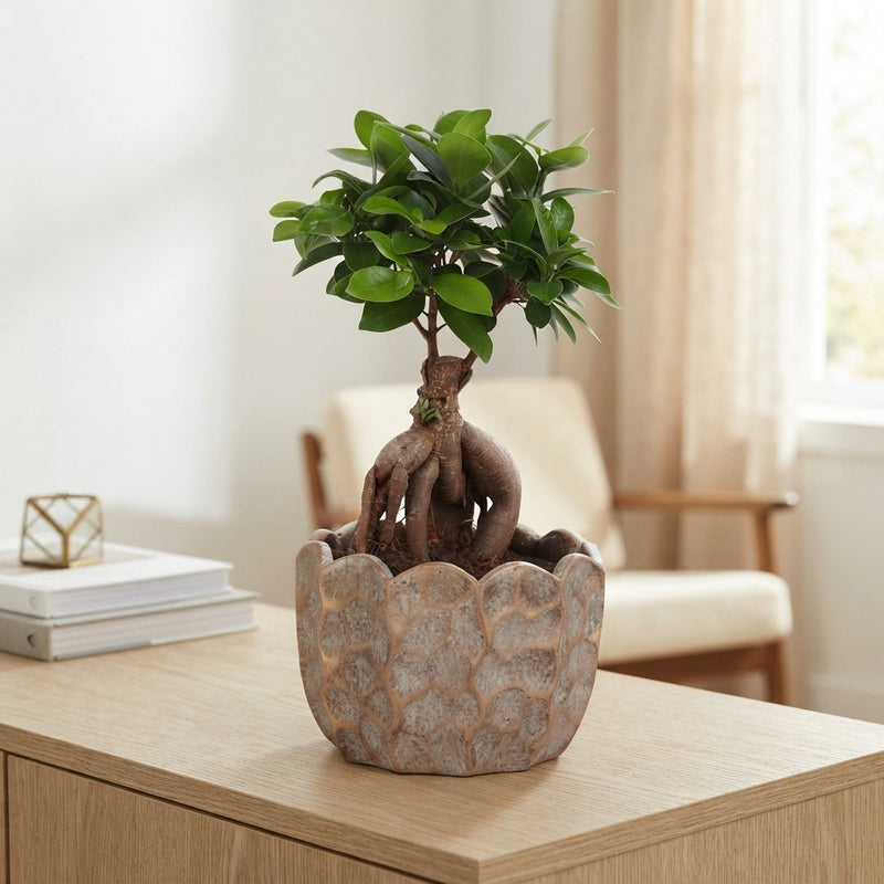 Ficus Ginseng Bonsai (Ficus microcarpa) – 19cm Pot