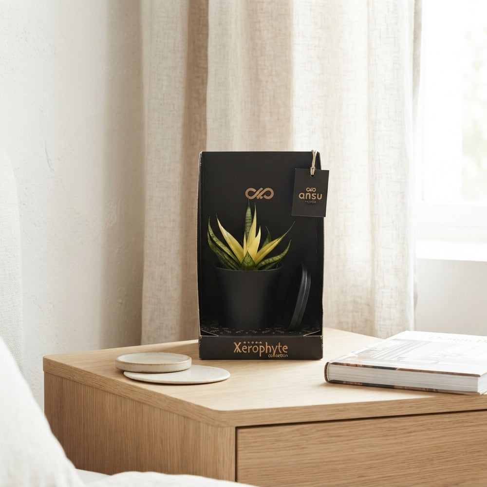 Mixed Sansevieria Collection – 7.5cm Pots