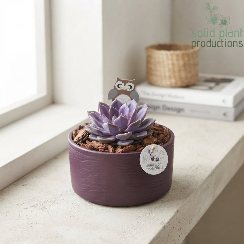 Stella Green Orange Echeveria Arrangement – 22cm Pot