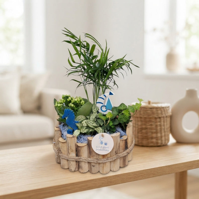 Small Maritime Plant Arrangement – 23cm Oval Wooden Pot