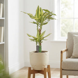 Dracaena fragrans ‘Yellow Coast’ – 17cm Pot, 80cm High