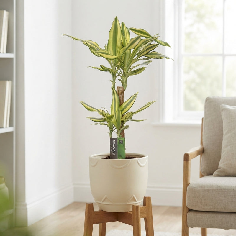 Dracaena fragrans ‘Yellow Coast’ – 17cm Pot, 80cm High